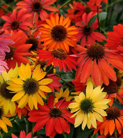 Coneflower Cheyenne Spirit